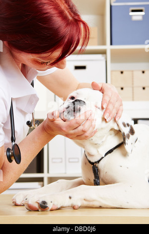 Veterinarian checking jaws of an albino boxer dog in her clinic Stock Photo