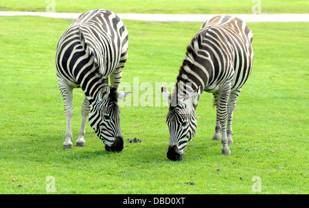 Two Zebra eating grass Stock Photo