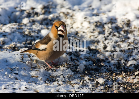 Hawfinch in the winter Stock Photo