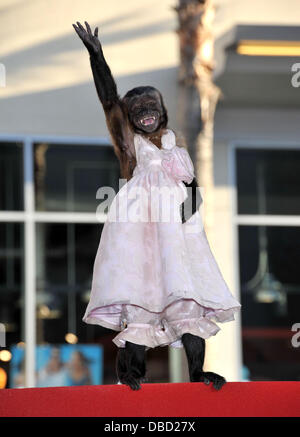 Crystal The Monkey Los Angeles Premiere of 'The Hangover Part II' held at Grauman's Chinese Theatre - Arrivals Hollywood, California - 19.05.11 Stock Photo