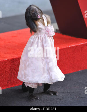 Crystal The Monkey Los Angeles Premiere of 'The Hangover Part II' held at Grauman's Chinese Theatre - Arrivals Hollywood, California - 19.05.11 Stock Photo