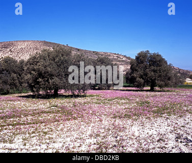 Spring flowers in fields in the foothills of the Troodos mountains, Cyprus. Stock Photo