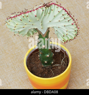 Euphorbia lactea cristata in a colorful flower pot – view from above. Stock Photo