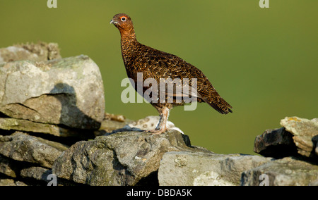 Red Grouse standing on a wall in the Yorkshire moors Stock Photo