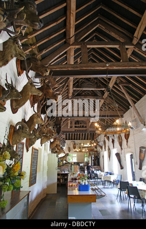 Animal heads on the wall of the cafe at Hodnet Hall gardens Shropshire England UK Stock Photo