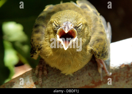 A Baby Southern Masked Weaver screams to be fed Stock Photo