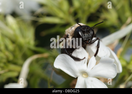 A foraging eastern carpenter bee (Xylocopa virginica). Stock Photo