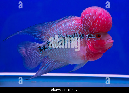 The crossbreed cichlid fish (flower horn) in a fish tank Stock Photo
