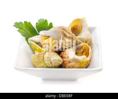 Sea shells with herbs on a white background Stock Photo