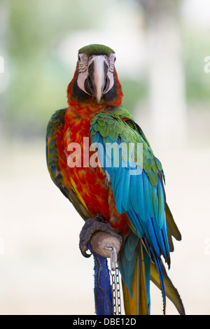 Photo of toripcal macaw parrot on a chain Stock Photo