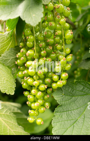 A bunch of unripe Redcurrant's, England, UK Stock Photo