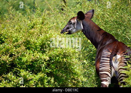 Okapi (Okapia johnstoni) viewed from behind among vegetation Stock Photo