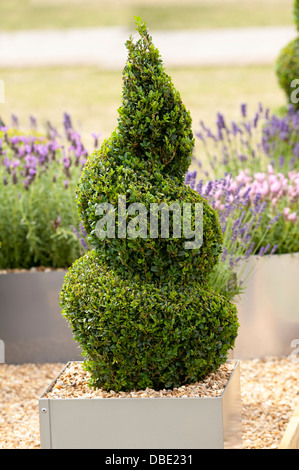buxus sempervirens topiary in the shape of a spiral planted in a container Stock Photo