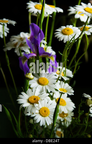 Wild flowers Purple iris and daisy's in the morning light. Stock Photo