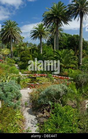 Overgrown path leading towards a small pond with lilypads, and towering palm trees, Tresco Abbey Garden, Tresco, Isles of Scilly, England Stock Photo