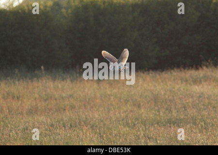 Barn Owl (Tyto alba) adult, in flight, with prey, over rough field, farmland, West Yorkshire, England