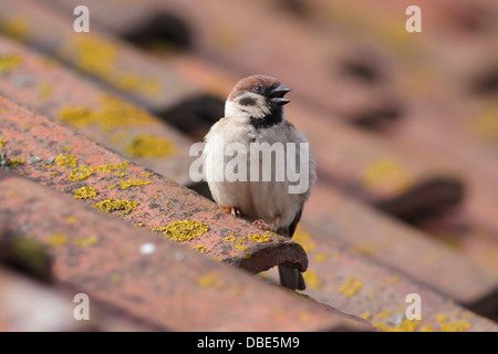 Eurasian Tree Sparrow (Passer montanus) adult, calling, perched on tiled roof, East Yorkshire, England, June Stock Photo
