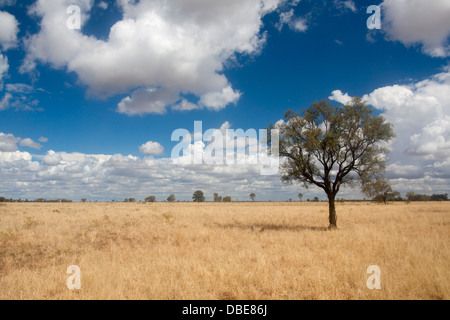 Australian bush country open grasslands fields with lone eucalyptus / gum tree Near Moree New South Wales NSW Australia Stock Photo