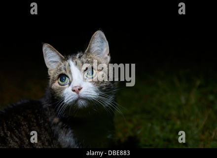 Domestic Cat watching and hunting by night Stock Photo