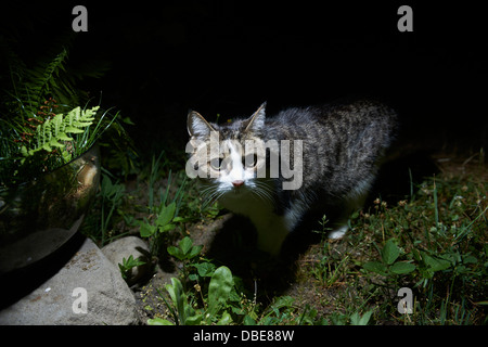 Domestic Cat watching and hunting by night Stock Photo