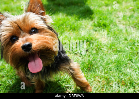 A close up of a yorkshire terrier running towards the camera Stock Photo