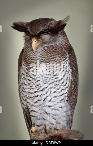 Barred Eagle-Owl (Bubo sumatranus), also called the Malay Eagle Owl, Oriental Eagle Owl, Malaysia Stock Photo