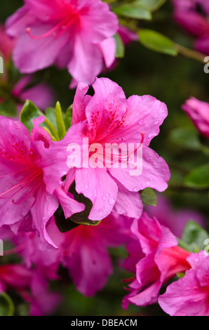 Japanese azalea (Rhododendron x obtusum 'Popzi') Stock Photo