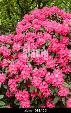 Large-flowered rhododendron hybrid (Rhododendron Ronsdorf) Stock Photo