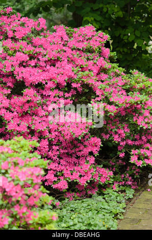 Japanese azalea (Rhododendron x obtusum) Stock Photo