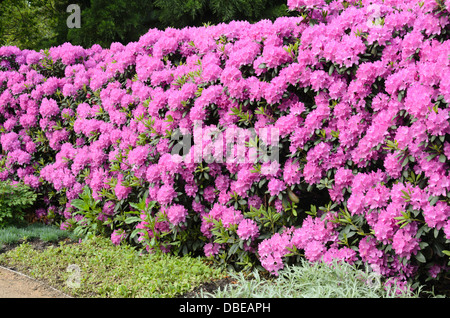 Catawba rhododendron (Rhododendron catawbiense) Stock Photo