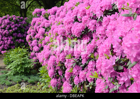 Catawba rhododendron (Rhododendron catawbiense) Stock Photo