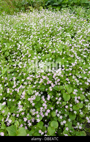 Siberian spring beauty (Claytonia sibirica syn. Montia sibirica) Stock Photo