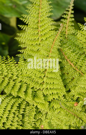 Soft shield fern (Polystichum setiferum 'Plumosum Densum') Stock Photo