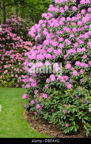 Catawba rhododendron (Rhododendron catawbiense 'Roseum Elegans') Stock Photo