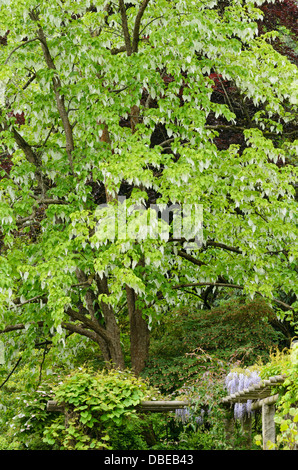 Dove tree (Davidia involucrata) Stock Photo