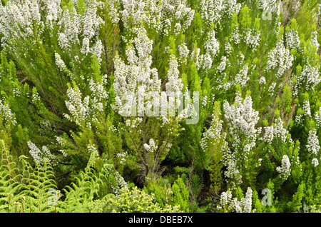 Tree heath (Erica arborea) Stock Photo