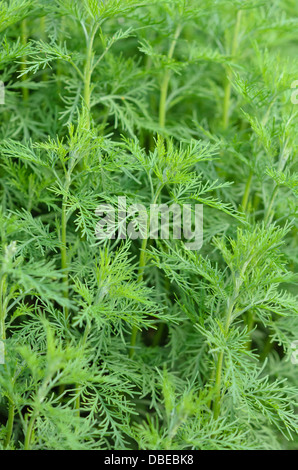 Southern wormwood (Artemisia abrotanum) Stock Photo