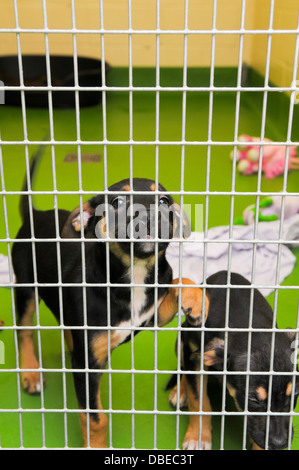 Stray dogs in kennels Stock Photo