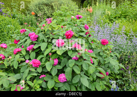 Damask rose (Rosa x damascena 'Rose de Resht') Stock Photo