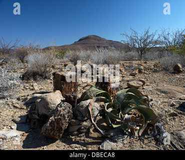 Petrified forest Welwitschia Damaraland Namibia Africa Stock Photo