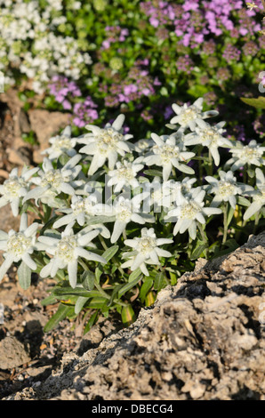 Edelweiss (Leontopodium nivale syn. Leontopodium alpinum) Stock Photo