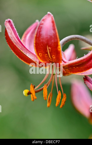 Turk's cap lily (Lilium martagon 'Claude Shride') Stock Photo