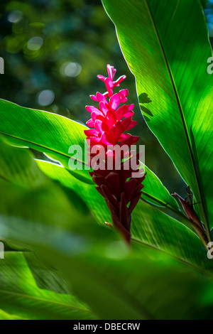 Red Ginger, St Lucia Stock Photo - Alamy