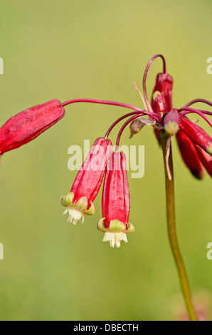 Firecracker flower (Dichelostemma ida-maia) Stock Photo