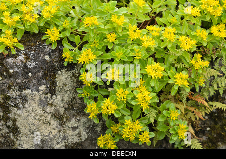 Kamchatka stonecrop (Sedum kamtschaticum syn. Phedimus kamtschaticus) Stock Photo