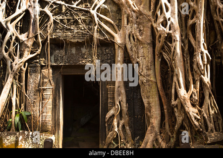 Ficus Strangulosa tree growing over a doorway in the ancient ruins at the Angkor Wat in Cambodia Stock Photo