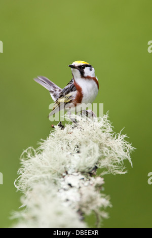 Chestnut-sided Warbler perched on branch with fruticose lichen - vertical bird songbird Ornithology Science Nature Wildlife Environment Stock Photo