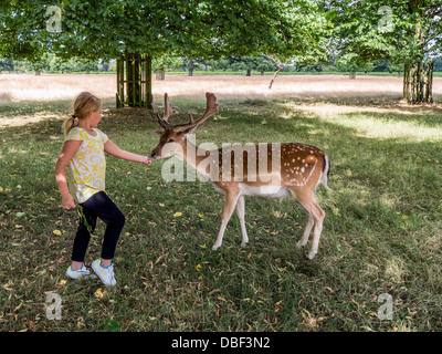 Young girl feeds fallow deer (Dama dama) - Bushy Park, Surrey Stock Photo