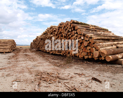 logs stacked ready for transportation, UK 2013 Stock Photo