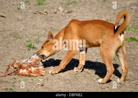 when did the dingo eat the baby
